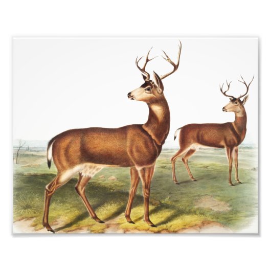 Impression Photo Cerf de Virginie (Cervus Richardsonii) (Devant)