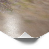 Impression Photo cerf de Virginie Odocoileus virginianus (Coin)