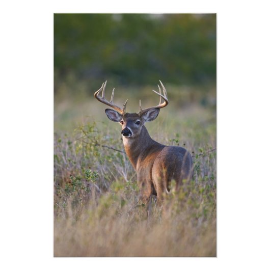 Impression Photo cerf de Virginie Odocoileus virginianus (Devant)