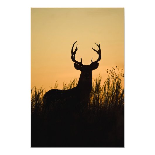 Impression Photo cerf de Virginie Odocoileus virginianus) (Devant)