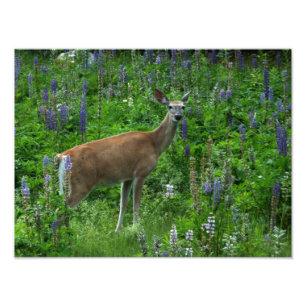 Impression Photo Cerf parmi les lupines