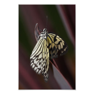 Impression Photo cerf-volant en papier sur violet