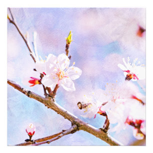 Impression Photo Cerise Japonaise - Sakura En Fleur