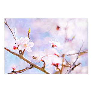 Impression Photo Cerise Japonaise - Sakura En Fleur