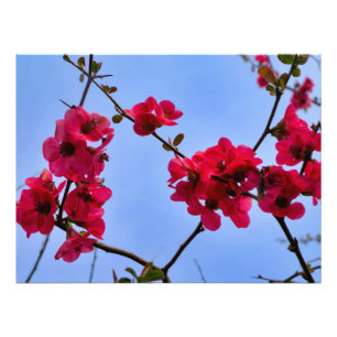 Impression Photo Chaenomeles speciosa