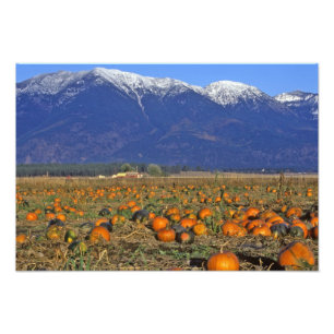 Impression Photo Champ de citrouilles de la vallée de Flathead Mont