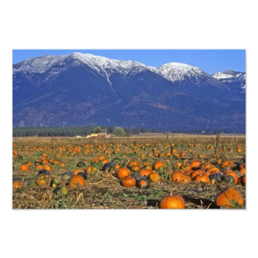 Impression Photo Champ de citrouilles de la vallée de Flathead Mont (Devant)