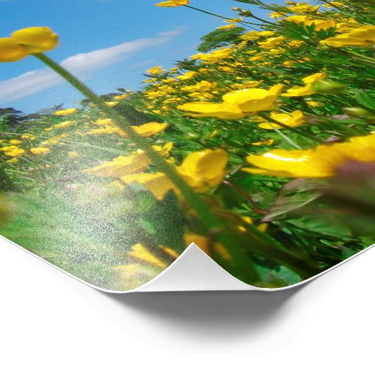 Impression Photo Champ de coupe-beurre (Coin)