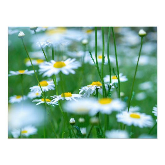 Impression Photo Champ de fleurs (Devant)