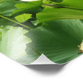 Impression Photo Champ de fleurs de Lotus Jardin d'été (Coin)