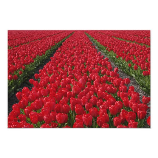 Impression Photo Champ de fleurs de tulipes, Pays-Bas, Hollande (Devant)