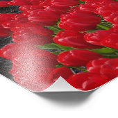 Impression Photo Champ de fleurs de tulipes, Pays-Bas, Hollande (Coin)