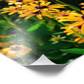 Impression Photo Champ de fleurs Susan aux yeux noirs (Coin)