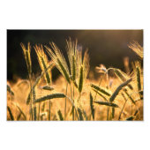 Impression Photo Champ de Frarm Fresh (Devant)