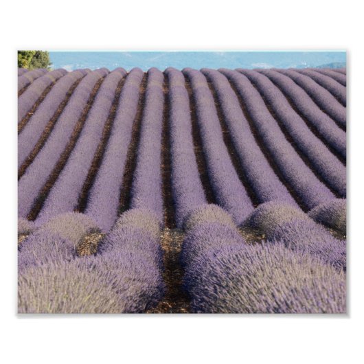 Impression Photo Champ de lavande en Provence (Devant)