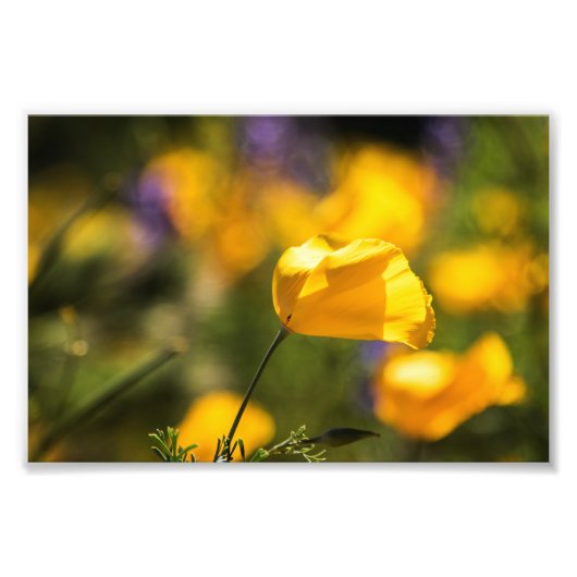 Impression Photo Champ de pavots dansants (Devant)