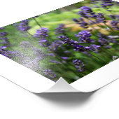 Impression Photo Champ de prêteur (Coin)