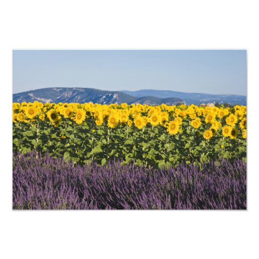 Impression Photo Champ de tournesols et de fleurs de lavande, (Devant)