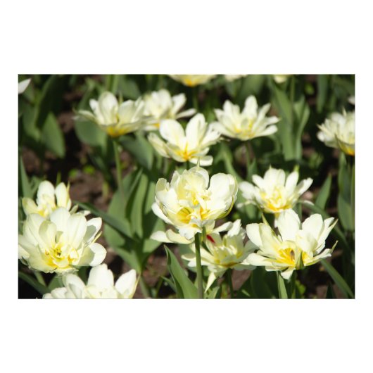 Impression Photo Champ de tulipes blanches (Devant)