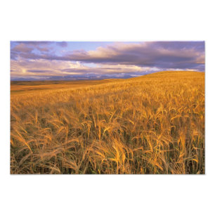 Impression Photo Champ d'orge en maturation le long des montagnes R