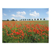 Impression Photo Champ Poppy (Devant)