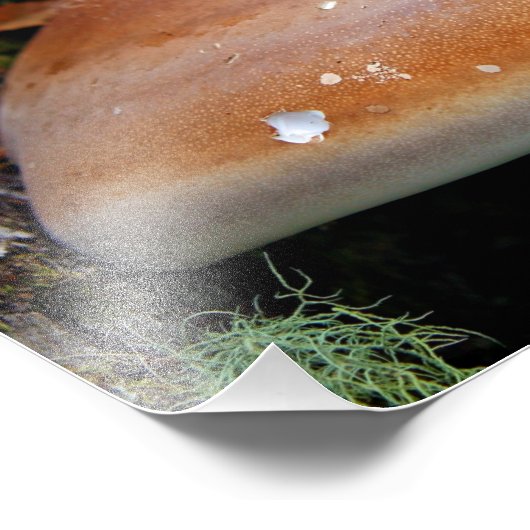 Impression Photo champignon de la poignée (Coin)