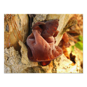 Impression Photo Champignon des oreilles en bois