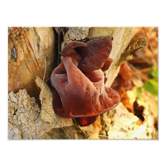 Impression Photo Champignon des oreilles en bois (Devant)