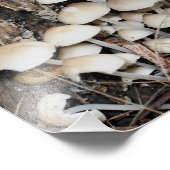 Impression Photo Champignons blancs sauvages 10x8 Nature (Coin)