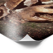 Impression Photo Champignons Brown Sauvages Dans Crevice Arbre 8x10 (Coin)