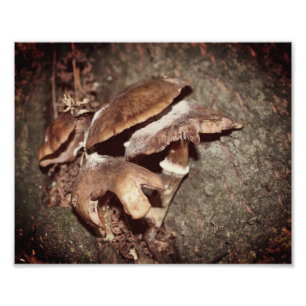 Impression Photo Champignons Brown Sauvages Dans Crevice Arbre 8x10
