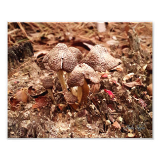 Impression Photo Champignons de souche