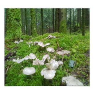 Impression Photo Champignons des forêts