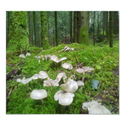 Impression Photo Champignons des forêts (Devant)