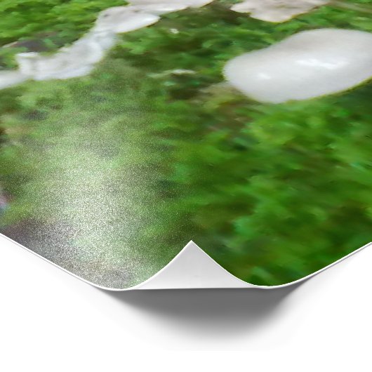 Impression Photo Champignons des forêts (Coin)