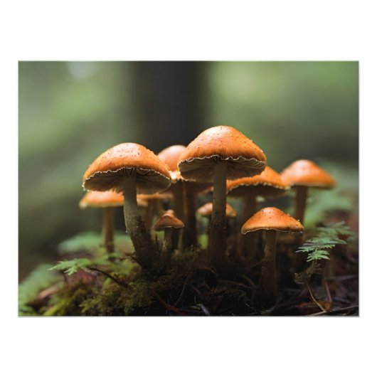 Impression Photo Champignons en pleine forêt (Devant)
