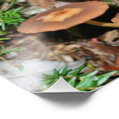 Impression Photo Champignons Sauvages Et Moss 10x8 Nature (Coin)