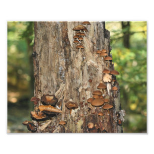 Impression Photo Champignons Sauvages Sur Arbre 10x8 Nature