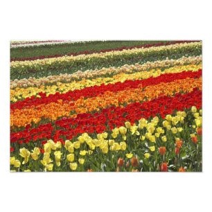 Impression Photo Champs de tulipes, près de Tapanui, ouest d'Otago,