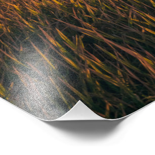 Impression Photo Champs d'or au coucher du soleil   Paysage calme