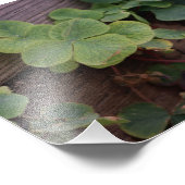 Impression Photo Chanceux ou déterminé ? Shamrocks de la Saint-Patr (Coin)