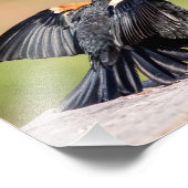 Impression Photo Chant de Blackbird à ailes rouges (Coin)