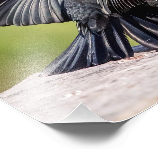 Impression Photo Chant de Blackbird à ailes rouges (Coin)