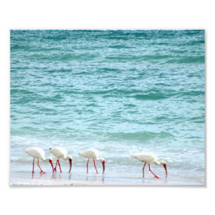 Impression Photo Charadriidés blancs d'IBIS marchant sur la plage