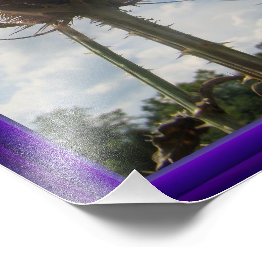 Impression Photo Chardon de leville - Dipsacus fullonum (Coin)