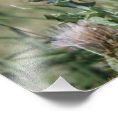 Impression Photo Chardon du pays (Coin)