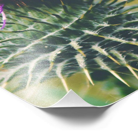 Impression Photo Chardon écossais (Coin)