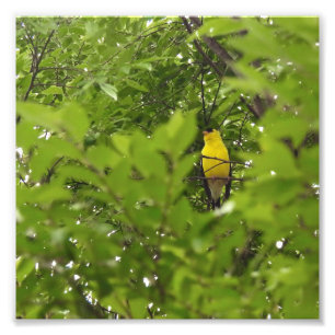 Impression Photo Chardonneret américain encadré par des feuilles