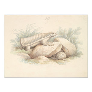 Impression Photo Charles Hamilton Smith - Armadillo de fées roses