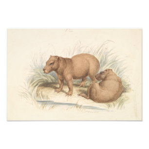 Impression Photo Charles Hamilton Smith - La Capybara